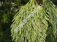 Calocedrus decurrens (Torrey) Flor. (Libocedrus decurrens Torr.)