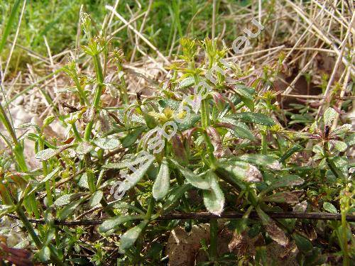 Sherardia arvensis L.