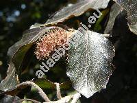 Fagus sylvatica 'Atropunicea' f. purpurea (Fagus silvatica, Fagus moesiaca)