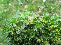 Azorella trifurcata (Gaertn.) Pers. (Azorella glebaria A. Gray)