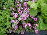 Aethionema grandiflorum Boiss. et Hohen. (Aethionema pulchellum Boiss. et Huet)