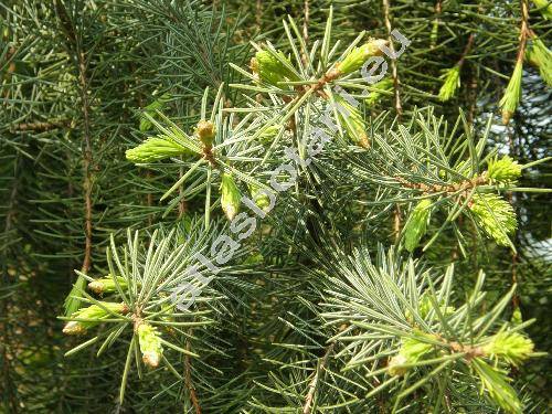 Picea breweriana S. Wats.