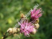 Cirsium palustre (L.) Scop. (Carduus palustris L., Cnicus palustris (L.) Willd.)