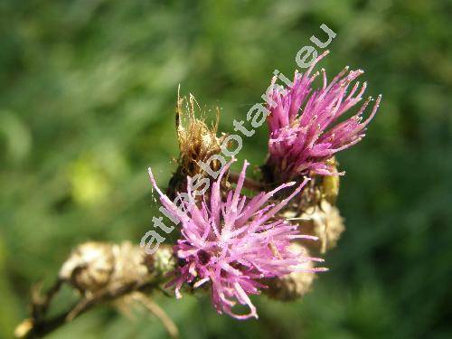 Cirsium palustre (L.) Scop. (Carduus palustris L., Cnicus palustris (L.) Willd.)