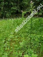 Cirsium palustre (L.) Scop. (Carduus palustris L., Cnicus palustris (L.) Willd.)