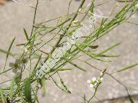 Arabidopsis thaliana (L.) Heynh. (Stenophragma thalianum (L.), Arabis thaliana L.)