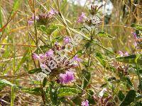 Clinopodium vulgare L. (Calamintha vulgaris (L.) Halcsy, Calamintha clinopodium (Benth.) Spenner, Satureja clinopodium (Benth.) Caruel, Thymus silvaticus Bernh.)