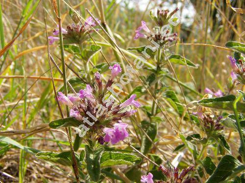 Clinopodium vulgare L. (Calamintha vulgaris (L.) Halcsy, Calamintha clinopodium (Benth.) Spenner, Satureja clinopodium (Benth.) Caruel, Thymus silvaticus Bernh.)