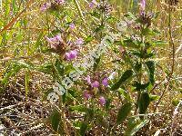 Clinopodium vulgare L. (Calamintha vulgaris (L.) Halcsy, Calamintha clinopodium (Benth.) Spenner, Satureja clinopodium (Benth.) Caruel, Thymus silvaticus Bernh.)