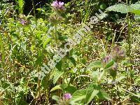 Clinopodium vulgare L. (Calamintha vulgaris (L.) Halcsy, Calamintha clinopodium (Benth.) Spenner, Satureja clinopodium (Benth.) Caruel, Thymus silvaticus Bernh.)