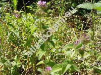 Clinopodium vulgare L. (Calamintha vulgaris (L.) Halcsy, Calamintha clinopodium (Benth.) Spenner, Satureja clinopodium (Benth.) Caruel, Thymus silvaticus Bernh.)