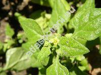 Tetragonia tetragonoides (Pallas) Kuntze (Tetragonia expansa Murr., Tetragonia inermis Muell.)