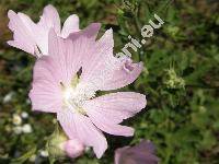 Lavatera thuringiaca L. (Malva thuringiaca (L.), Althaea thuringiaca (L.))