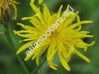 Crepis pannonica (Jacq.) C. Koch (Hieracium pannonicum Jacq., Crepis rigida W. et K. Desc.)