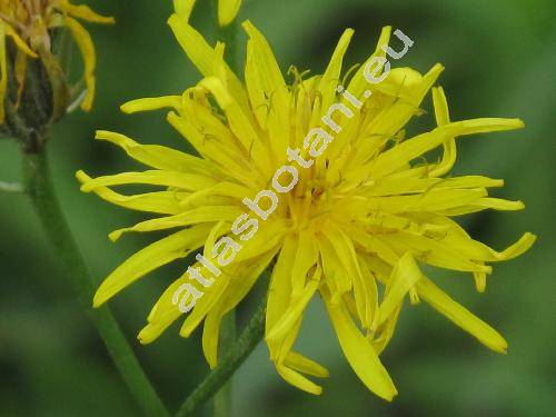 Crepis pannonica (Jacq.) C. Koch (Hieracium pannonicum Jacq., Crepis rigida W. et K. Desc.)