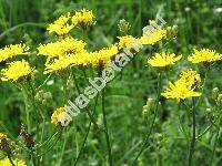 Crepis pannonica (Jacq.) C. Koch (Hieracium pannonicum Jacq., Crepis rigida W. et K. Desc.)