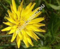 Tragopogon pratensis L. (Tragopogon pratensis agg.)