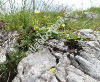 Ranunculus alpestris