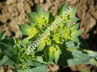 Bupleurum rotundifolium L.