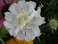 Scabiosa caucasica M. B. 'Miss Willmott' (Trochocephalus caucasicus (Bieb.), Lomelosia caucasica (Bieb.) Greut. et Bur.)