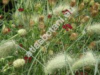 Pennisetum villosum R. Br.