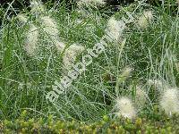 Pennisetum villosum R. Br.