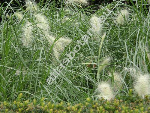 Pennisetum villosum R. Br.