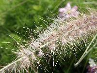 Pennisetum villosum R. Br.