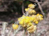 Helichrysum stoechas agg.