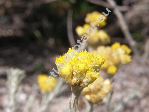 Helichrysum stoechas agg.