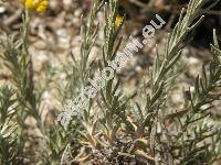 Helichrysum stoechas agg.