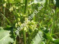 Rumex hydrolapathum Huds. (Lapathum giganteum Opiz)