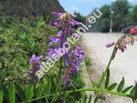 Vicia cracca L.