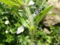 Ajuga genevensis L. (Bugula genevensis (L.) Mill., Teucrium genevense (L.) Crantz)