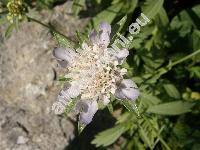 Scabiosa stellata (Columbaria, Asterocephalus, Lomelosia stellata (L.) Raf.)