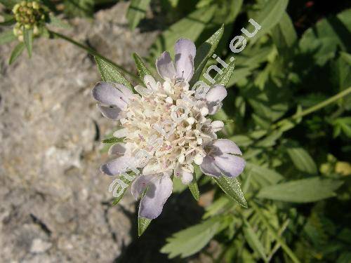 Scabiosa stellata (Columbaria, Asterocephalus, Lomelosia stellata (L.) Raf.)