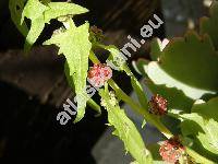 Chenopodium foliosum (Moench) Aschers. (Morocarpus foliosus Moench, Blitum virgatum L., Chenopodium virgatum (L.) Ambrosi)
