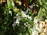 Lobularia maritima (L.) Desv. (Alyssum maritimum (L.) Lam., Koniga maritima (L.) R. Br., Alyssum benthamii hort., Clypeola maritima L.)