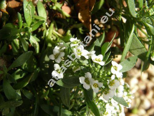Lobularia maritima (L.) Desv. (Alyssum maritimum (L.) Lam., Koniga maritima (L.) R. Br., Alyssum benthamii hort., Clypeola maritima L.)