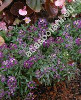 Lobularia maritima (L.) Desv. 'Rosa Teppich' (Alyssum maritimum (L.) Lam., Koniga maritima (L.) R. Br., Alyssum benthamii hort., Clypeola maritima L.)