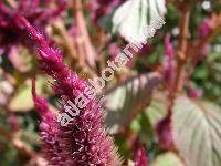 Celosia argentea L. (Celosia cristata L.)