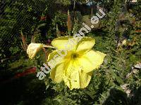 Oenothera glazioviana M. Micheli (Oenothera erythrosepala Borb., Oenothera lamarckiana)