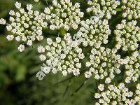 Ammi visnaga (L.) Lam. (Visnaga daucoides Gaertn.)