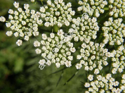 Ammi visnaga (L.) Lam. (Visnaga daucoides Gaertn.)