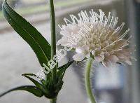 Knautia kitaibelii (Schult.) Borb. (Scabiosa  kitaibelii Schult., Knautia moravica Schur ex Holuby, Scabiosa carpathica (Fischer ex Rchb.) Nyman)