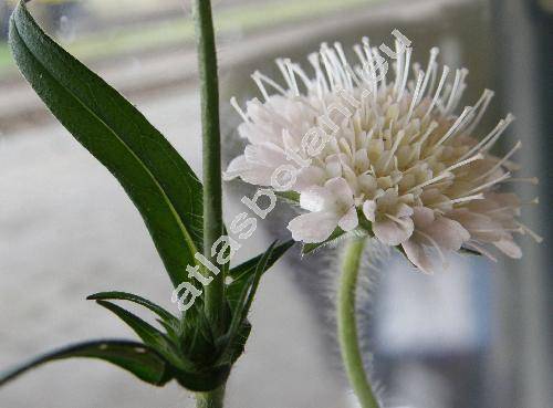 Knautia kitaibelii (Schult.) Borb. (Scabiosa  kitaibelii Schult., Knautia moravica Schur ex Holuby, Scabiosa carpathica (Fischer ex Rchb.) Nyman)