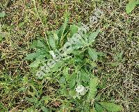 Knautia kitaibelii (Schult.) Borb. (Scabiosa  kitaibelii Schult., Knautia moravica Schur ex Holuby, Scabiosa carpathica (Fischer ex Rchb.) Nyman)