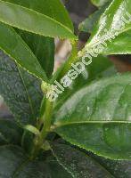 Camellia sinensis L. (Camellia assamica, Thea sinensis L.)