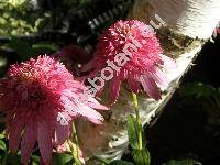 Echinacea purpurea 'Pink Double Delight' (Rudbeckia 'Pink Double Delight')