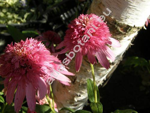Echinacea purpurea 'Pink Double Delight' (Rudbeckia 'Pink Double Delight')